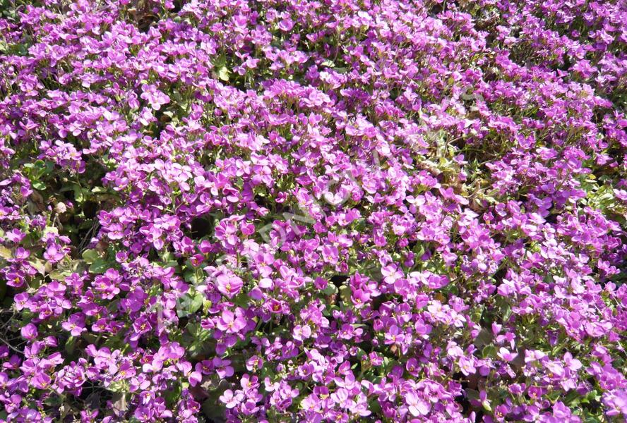 Huseník kavkazský 'Little Treasure Rose' - Arabis caucasica 'Little Treasure Rose'