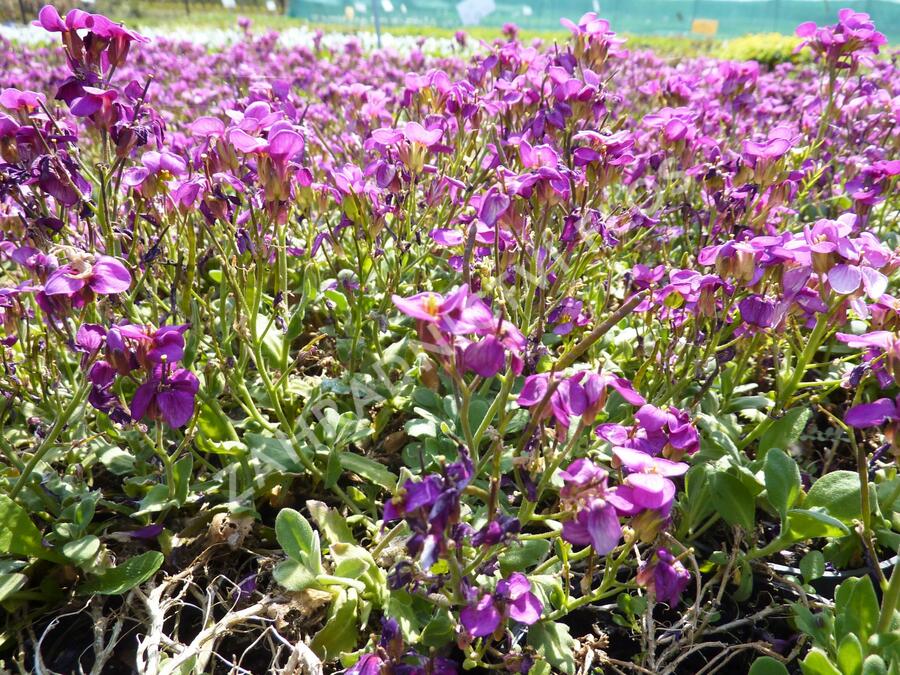 Huseník kavkazský 'Little Treasure Rose' - Arabis caucasica 'Little Treasure Rose'