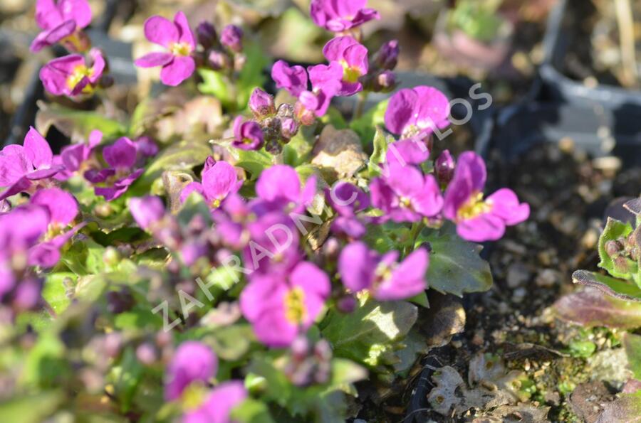 Huseník kavkazský 'Little Treasure Rose' - Arabis caucasica 'Little Treasure Rose'