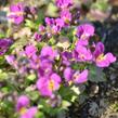 Huseník kavkazský 'Little Treasure Rose' - Arabis caucasica 'Little Treasure Rose'