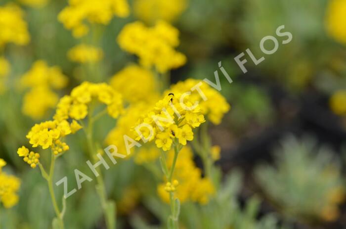 Tařice skalní 'Summit Golden Yellow' - Alyssum saxatile 'Summit Golden Yellow'