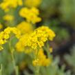 Tařice skalní 'Summit Golden Yellow' - Alyssum saxatile 'Summit Golden Yellow'