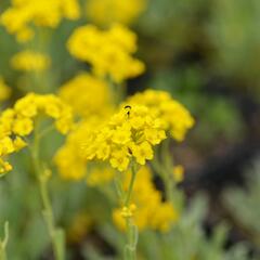 Tařice skalní 'Summit Golden Yellow' - Alyssum saxatile 'Summit Golden Yellow'