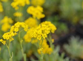 Tařice skalní 'Summit Golden Yellow' - Alyssum saxatile 'Summit Golden Yellow'