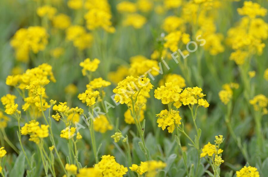 Tařice skalní 'Summit Golden Yellow' - Alyssum saxatile 'Summit Golden Yellow'