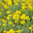 Tařice skalní 'Summit Golden Yellow' - Alyssum saxatile 'Summit Golden Yellow'