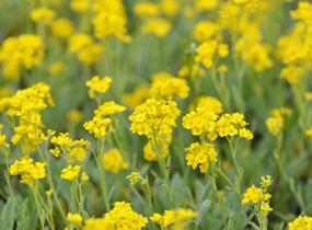 Tařice skalní 'Summit Golden Yellow' - Alyssum saxatile 'Summit Golden Yellow'