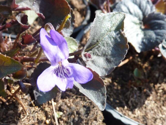 Violka - Viola labradorica