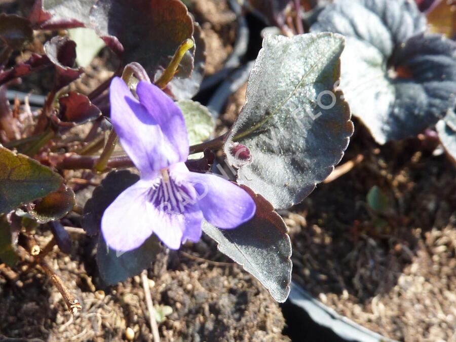 Violka - Viola labradorica