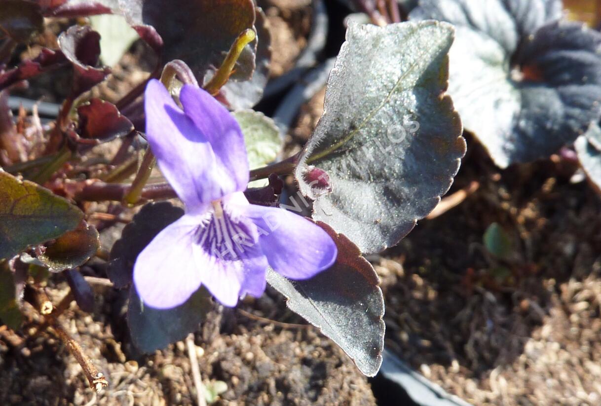 Violka - Viola labradorica
