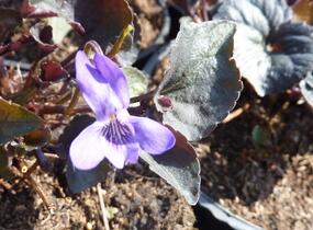 Violka - Viola labradorica