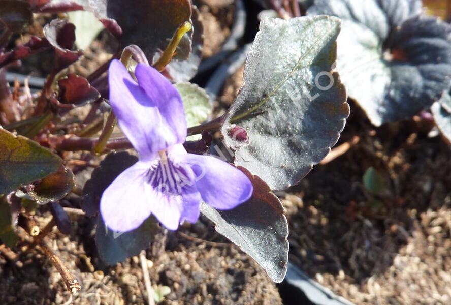 Violka - Viola labradorica