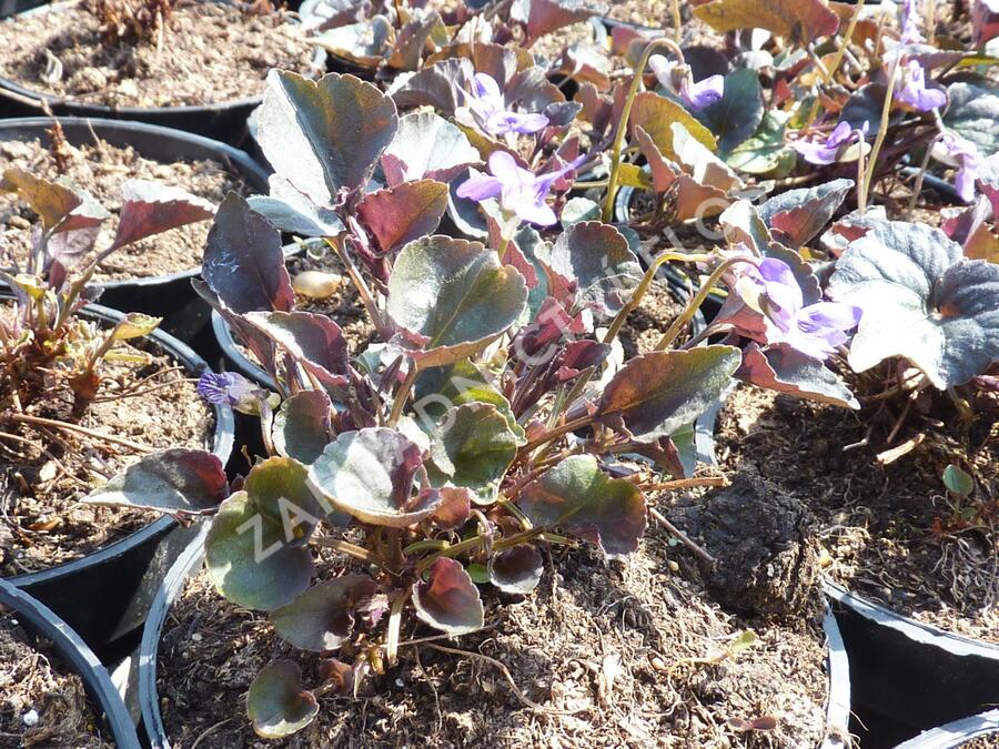 Violka - Viola labradorica