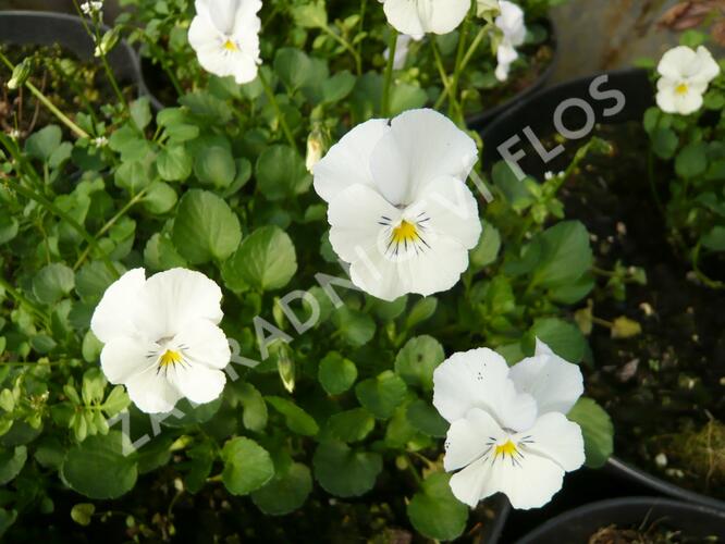 Violka růžkatá 'Milkmaid' - Viola cornuta 'Milkmaid'