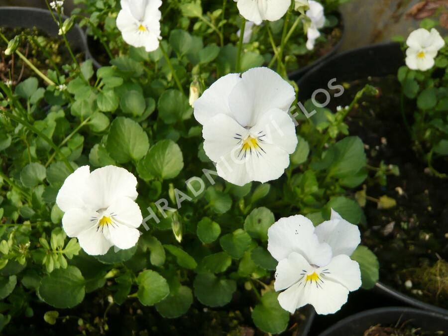Violka růžkatá 'Milkmaid' - Viola cornuta 'Milkmaid'