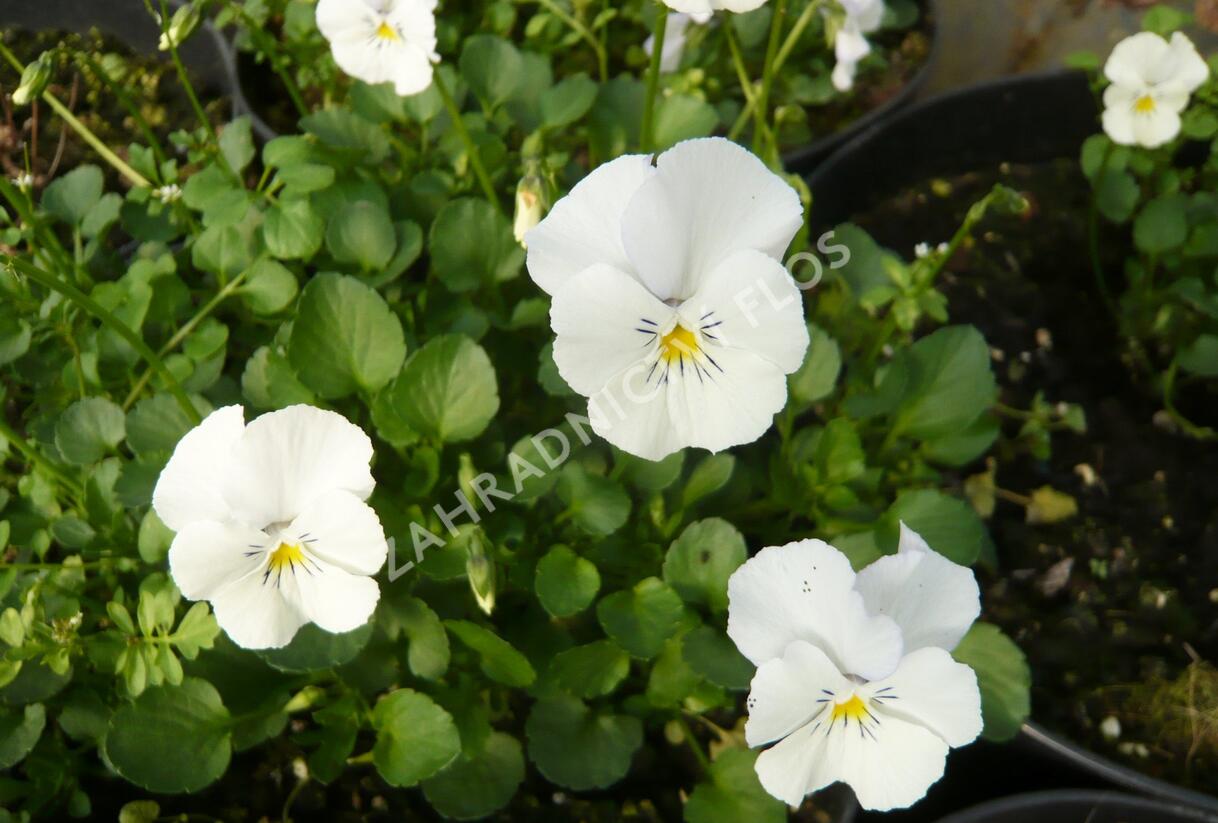 Violka růžkatá 'Milkmaid' - Viola cornuta 'Milkmaid'