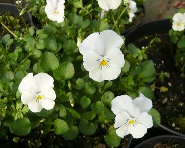 Violka růžkatá 'Milkmaid'