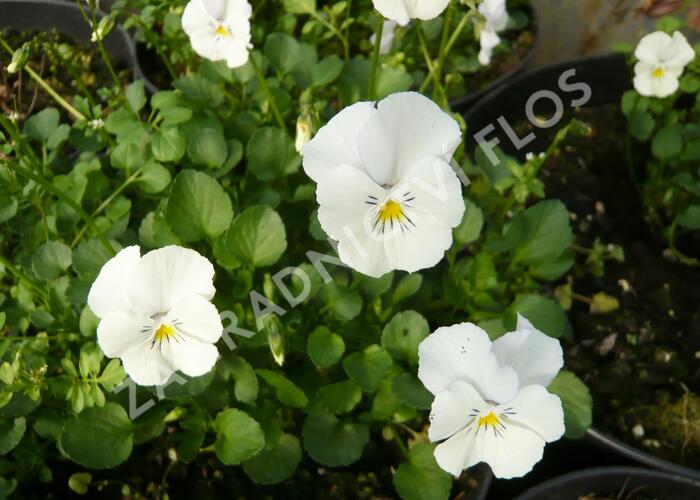 Violka růžkatá 'Milkmaid' - Viola cornuta 'Milkmaid'
