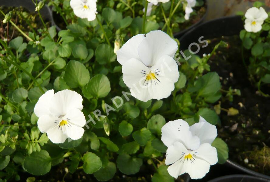 Violka růžkatá 'Milkmaid' - Viola cornuta 'Milkmaid'