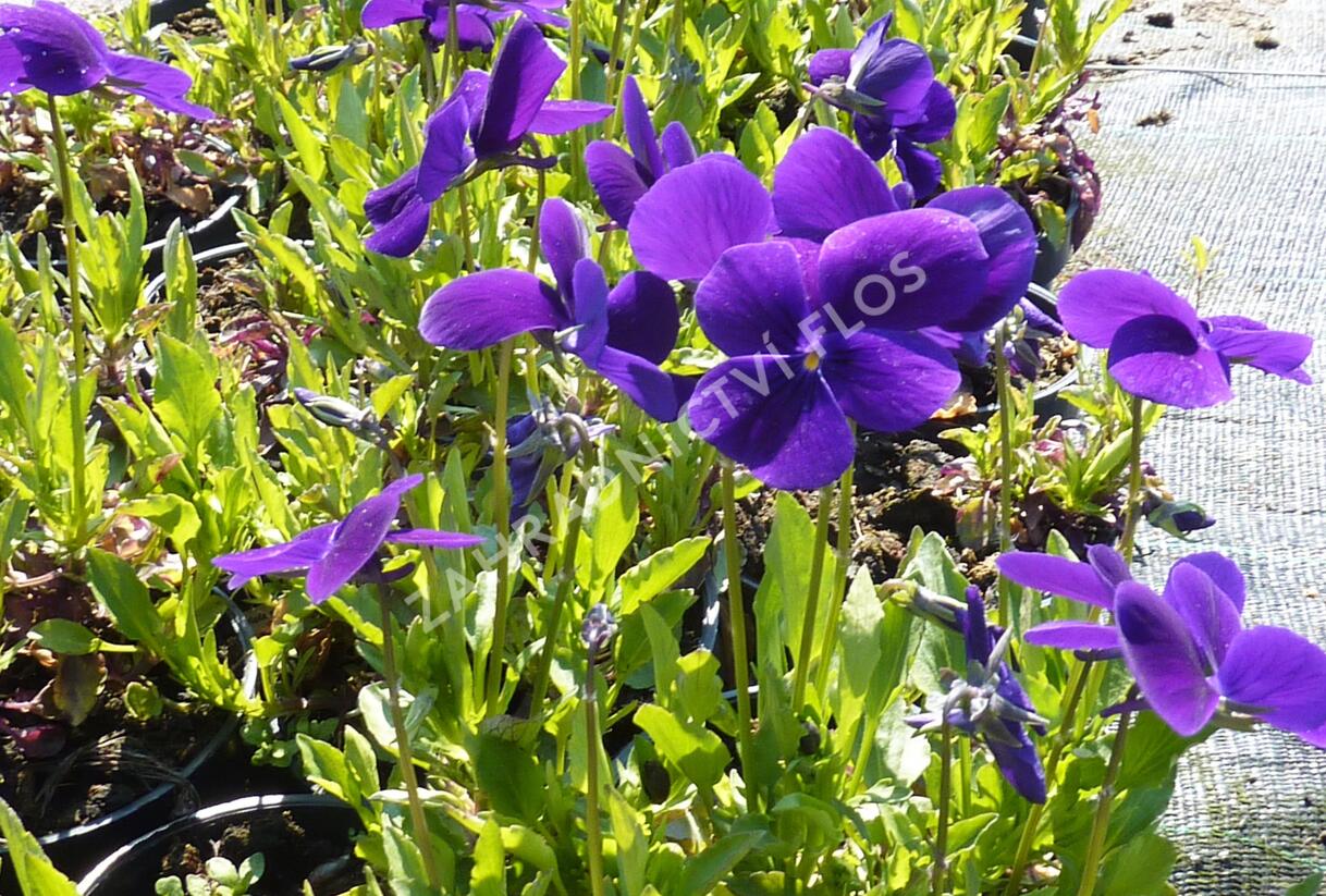 Violka růžkatá 'Hansa' - Viola cornuta 'Hansa'