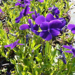 Violka růžkatá 'Hansa' - Viola cornuta 'Hansa'