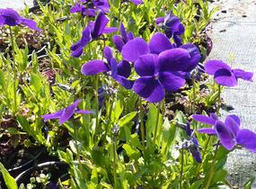 Violka růžkatá 'Hansa' - Viola cornuta 'Hansa'