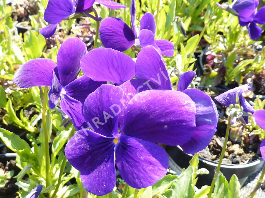 Violka růžkatá 'Hansa' - Viola cornuta 'Hansa'