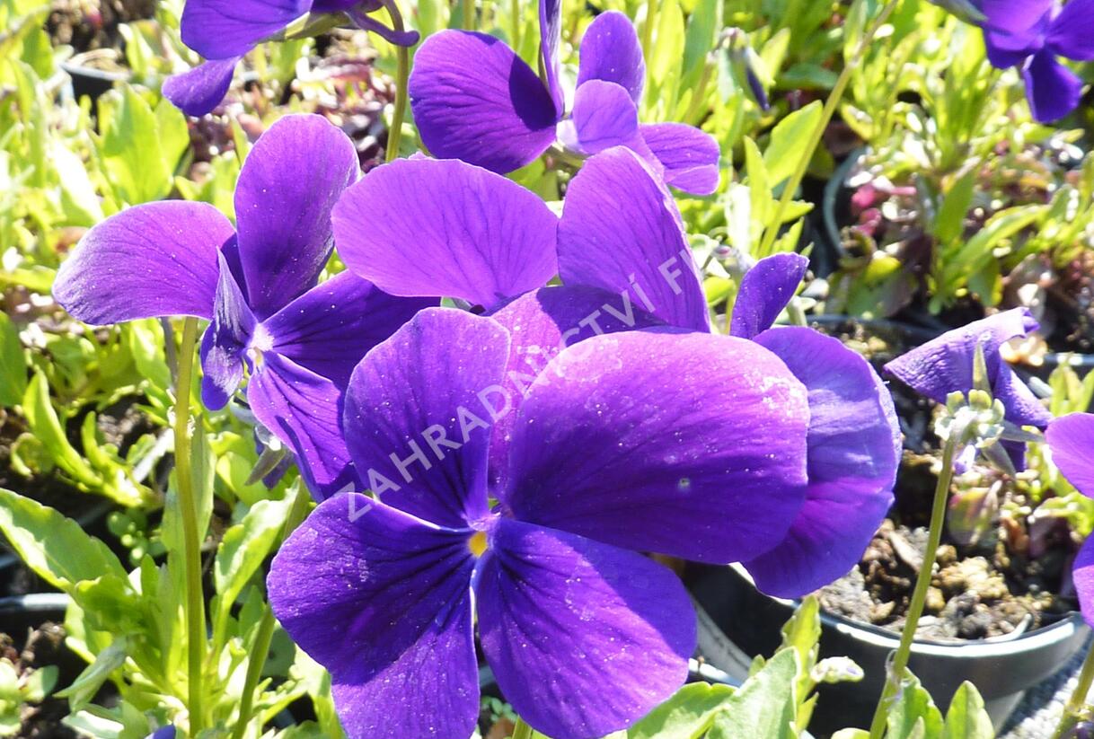 Violka růžkatá 'Hansa' - Viola cornuta 'Hansa'