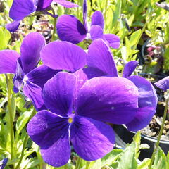 Violka růžkatá 'Hansa' - Viola cornuta 'Hansa'