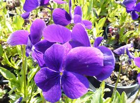 Violka růžkatá 'Hansa' - Viola cornuta 'Hansa'