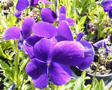 Violka růžkatá 'Hansa'