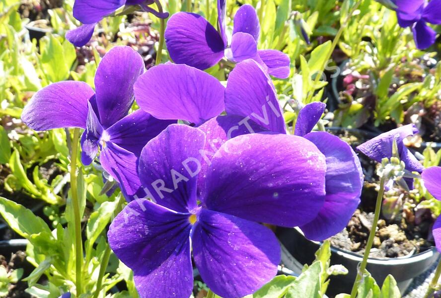 Violka růžkatá 'Hansa' - Viola cornuta 'Hansa'