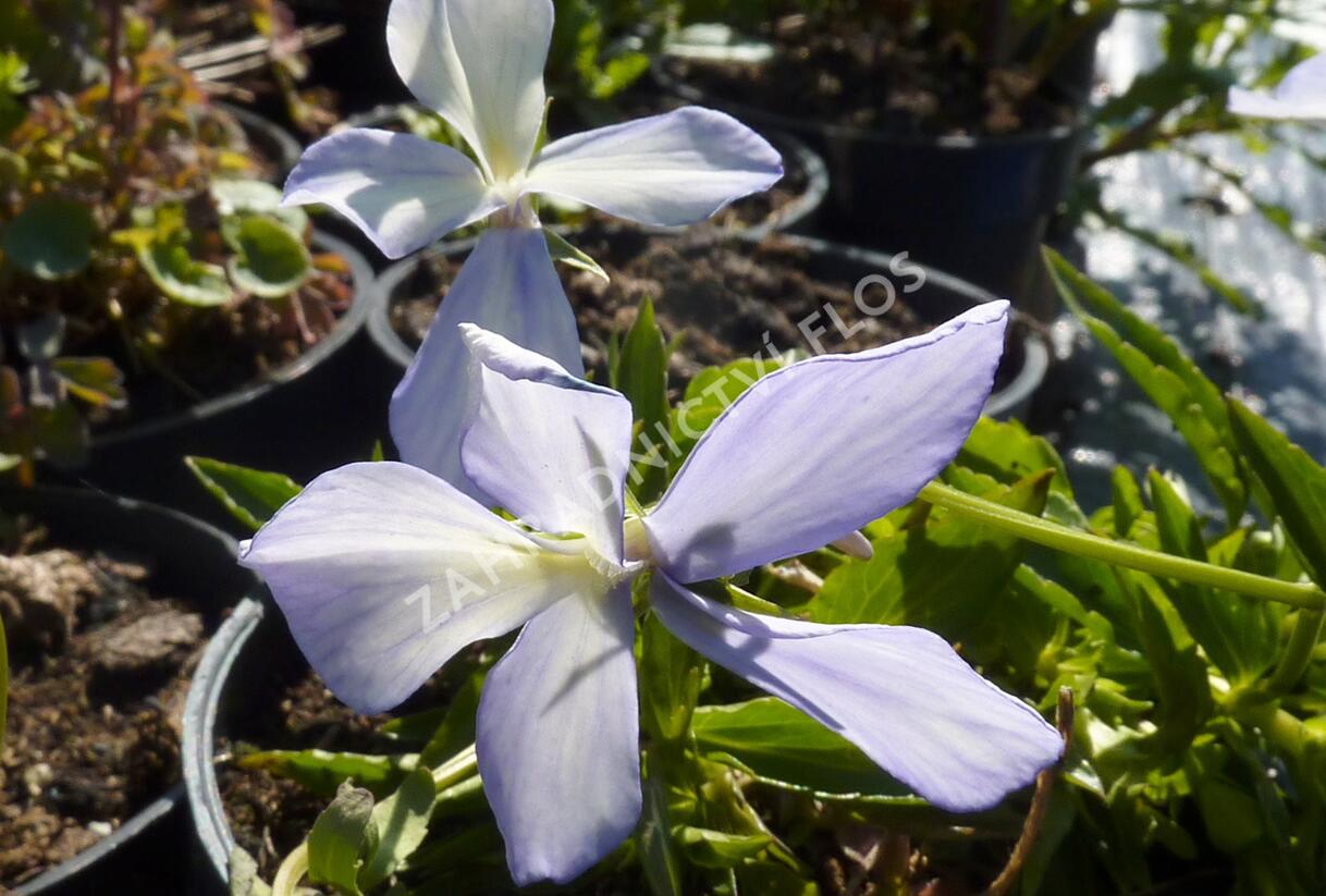 Violka růžkatá 'Boughton Blue' - Viola cornuta 'Boughton Blue'