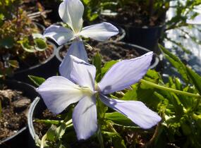 Violka růžkatá 'Boughton Blue' - Viola cornuta 'Boughton Blue'