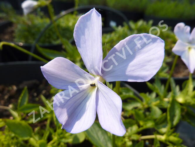 Violka růžkatá 'Boughton Blue' - Viola cornuta 'Boughton Blue'