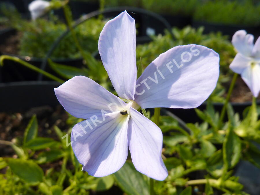 Violka růžkatá 'Boughton Blue' - Viola cornuta 'Boughton Blue'