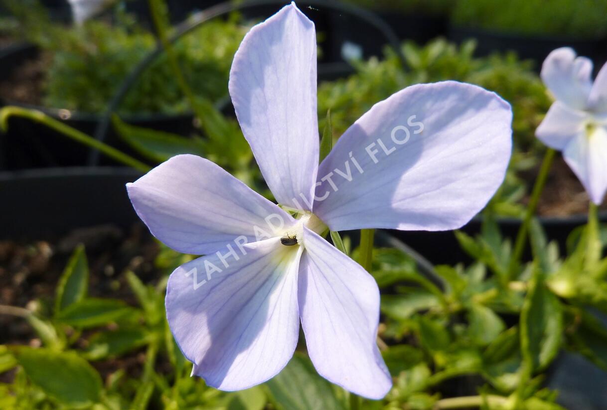 Violka růžkatá 'Boughton Blue' - Viola cornuta 'Boughton Blue'