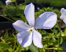 Violka růžkatá 'Boughton Blue'