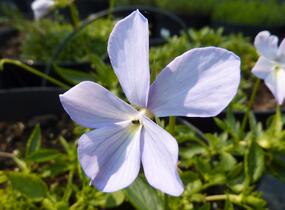 Violka růžkatá 'Boughton Blue' - Viola cornuta 'Boughton Blue'
