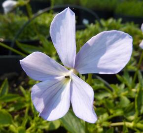 Violka růžkatá 'Boughton Blue' - Viola cornuta 'Boughton Blue'