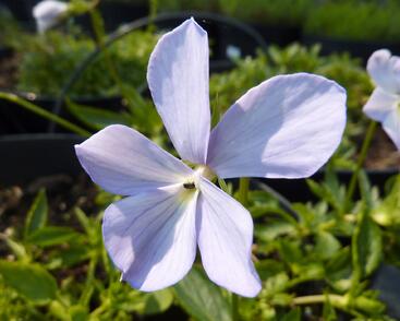 Violka růžkatá 'Boughton Blue'