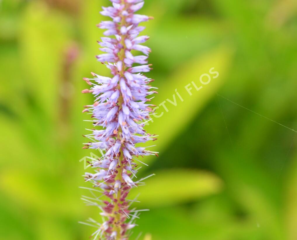 Rozrazilovec viržinský - Veronicastrum virginicum
