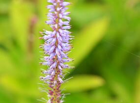 Rozrazilovec viržinský - Veronicastrum virginicum
