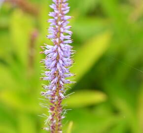 Rozrazilovec viržinský - Veronicastrum virginicum