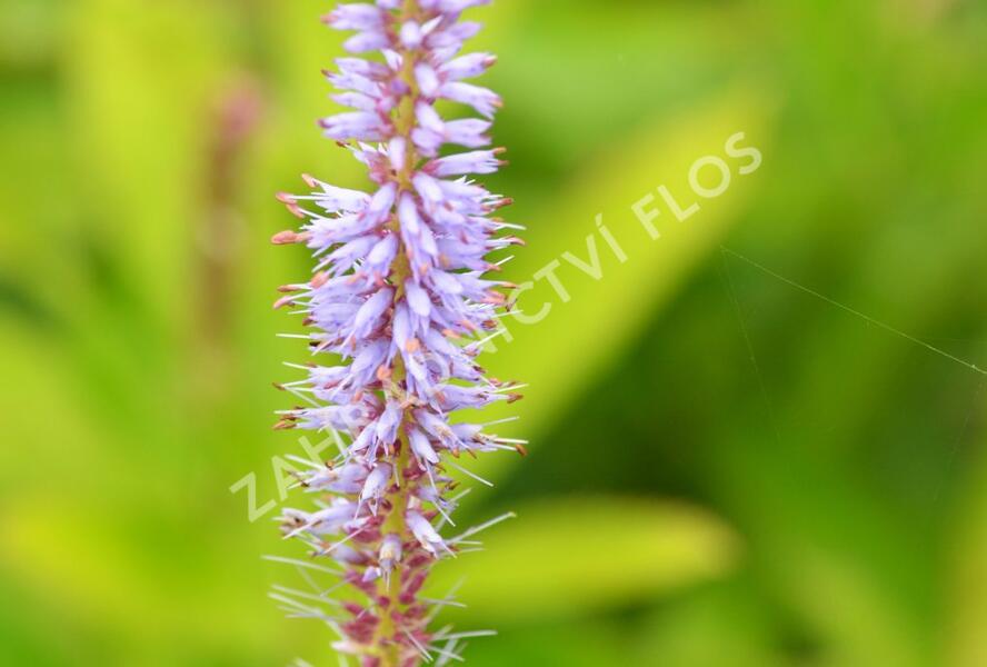 Rozrazilovec viržinský - Veronicastrum virginicum