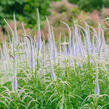 Rozrazilovec viržinský - Veronicastrum virginicum