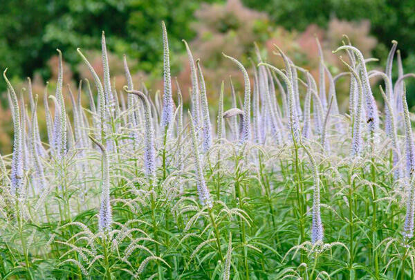 Rozrazilovec viržinský - Veronicastrum virginicum
