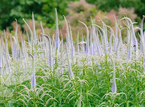 Rozrazilovec viržinský - Veronicastrum virginicum