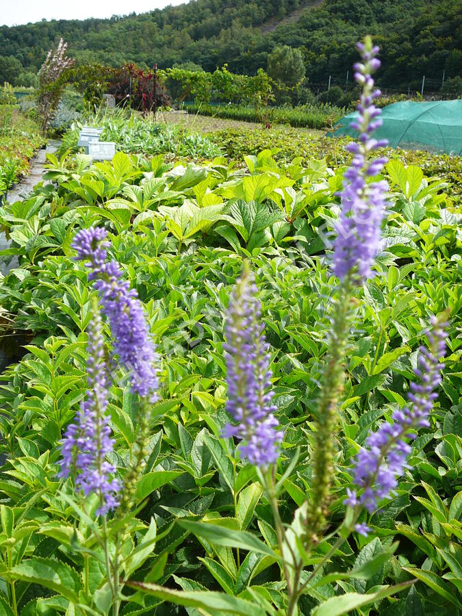 Rozrazilovec sibiřský - Veronicastrum sibiricum