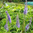 Rozrazilovec sibiřský - Veronicastrum sibiricum